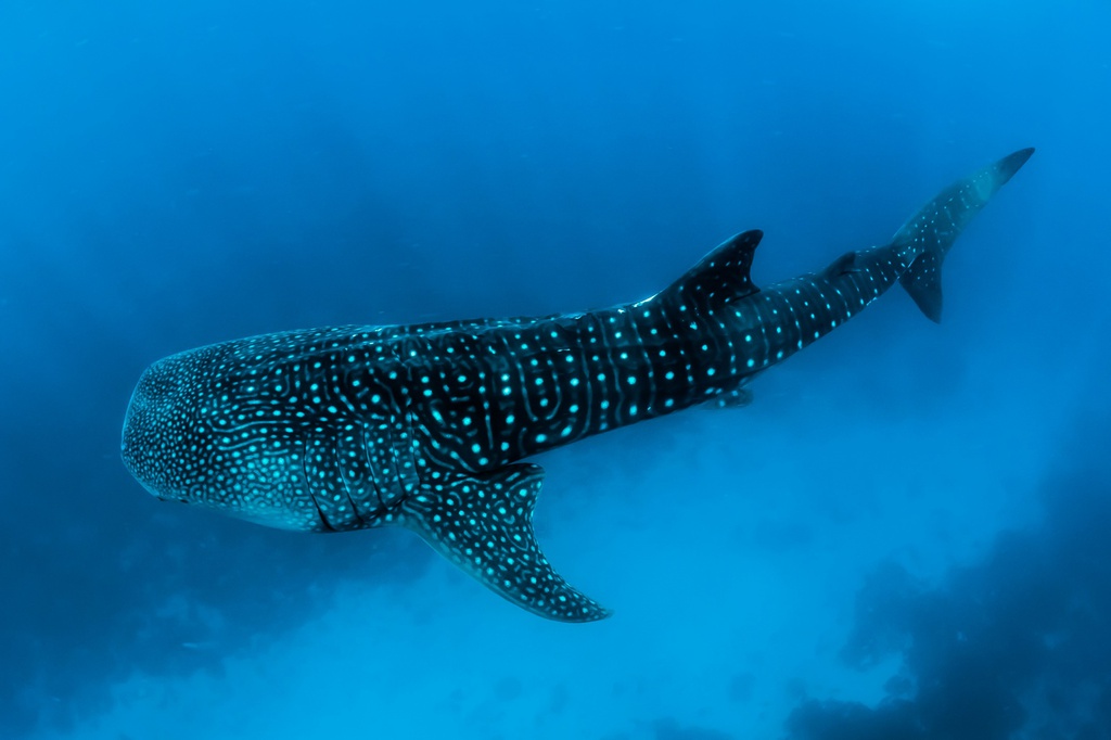 Sortie requin baleine