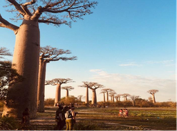 Les trésors de l’Ouest de Madagascar : Baobabs et Tsingy